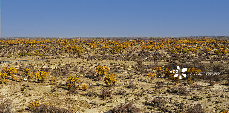 拍摄于和田洛浦拜什托格拉克乡的胡杨图片素材