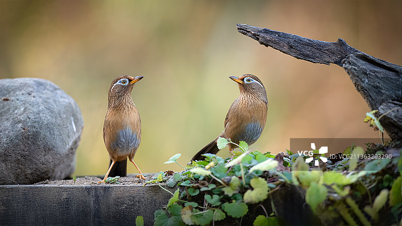 画眉也无语图片素材