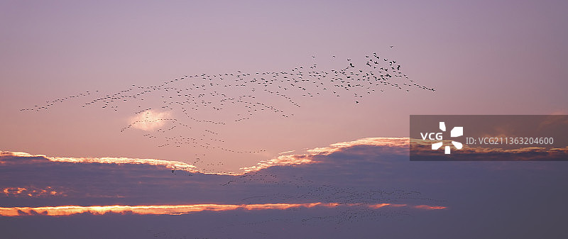 清晨，日出，朝霞，成千上万只鸟飞过天空图片素材