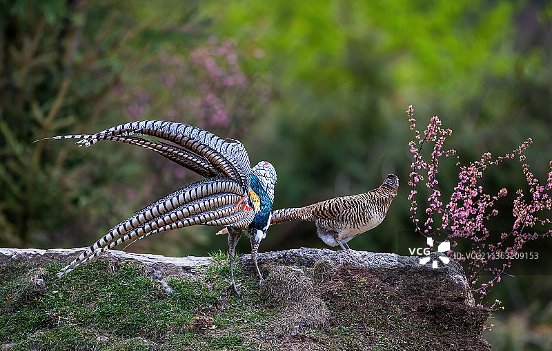激情-白腹锦鸡雌雄同框（4）图片素材