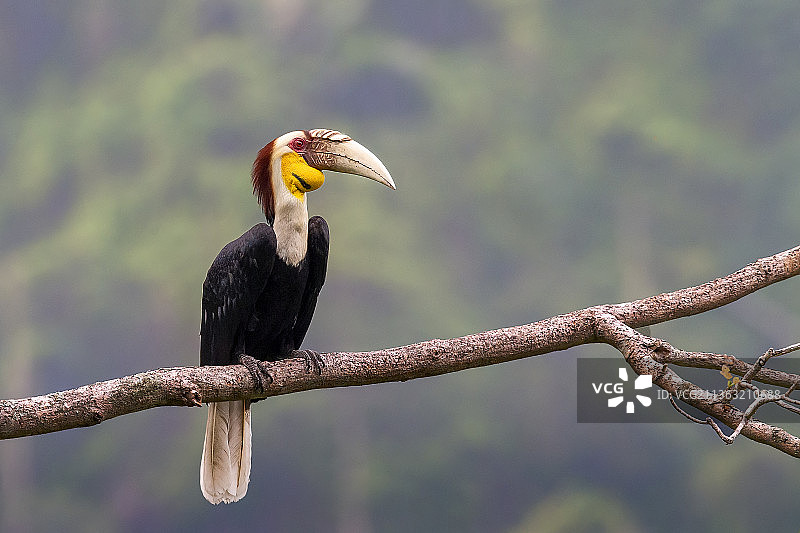 花冠皱盔犀鸟图片素材