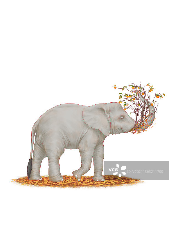 行走的大象图片素材