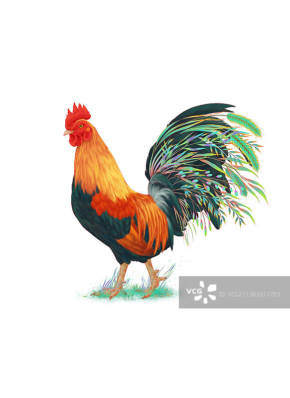 行走的公鸡图片素材