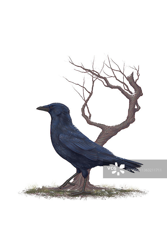 站立的乌鸦图片素材