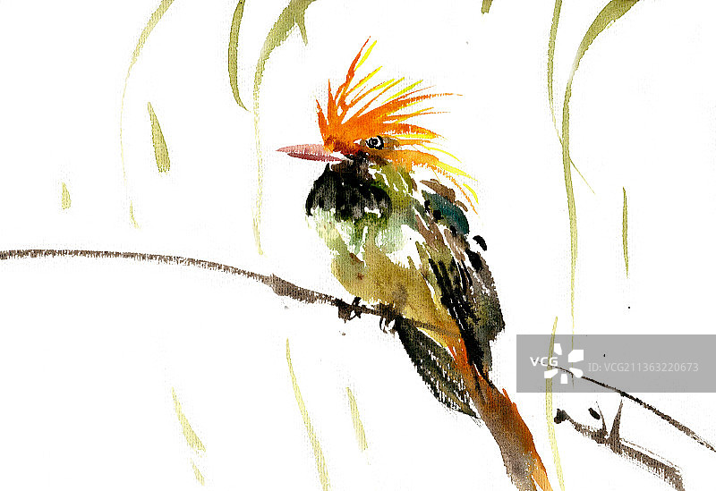 彩色的小鸟图片素材