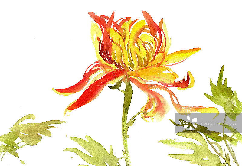 黄色的菊花图片素材