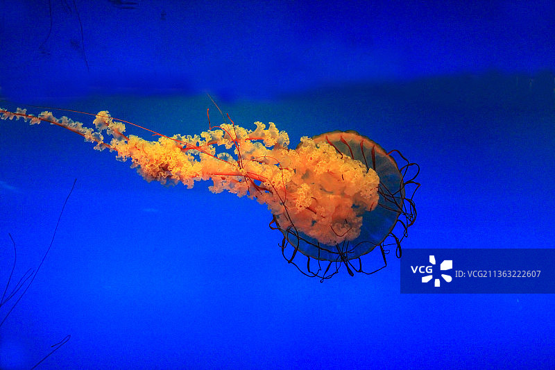 北京海洋馆：水母图片素材
