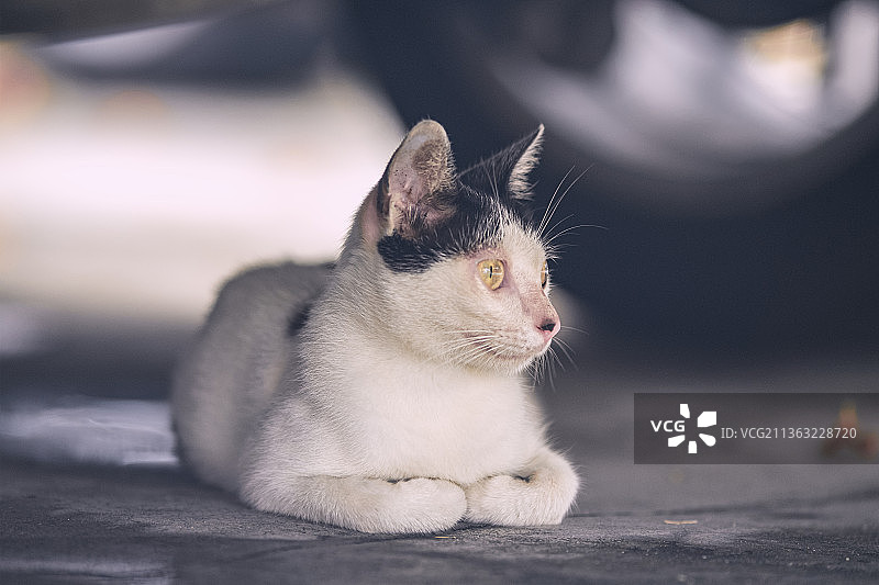 城市里的流浪猫图片素材