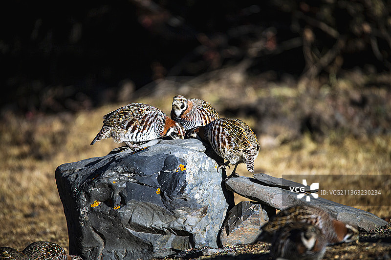 川西康定高原山鹑图片素材