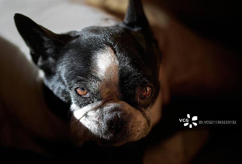 阳光与阴影下的弗朗西斯卡：波士顿梗的特写，西班牙蓬特韦德拉维戈图片素材