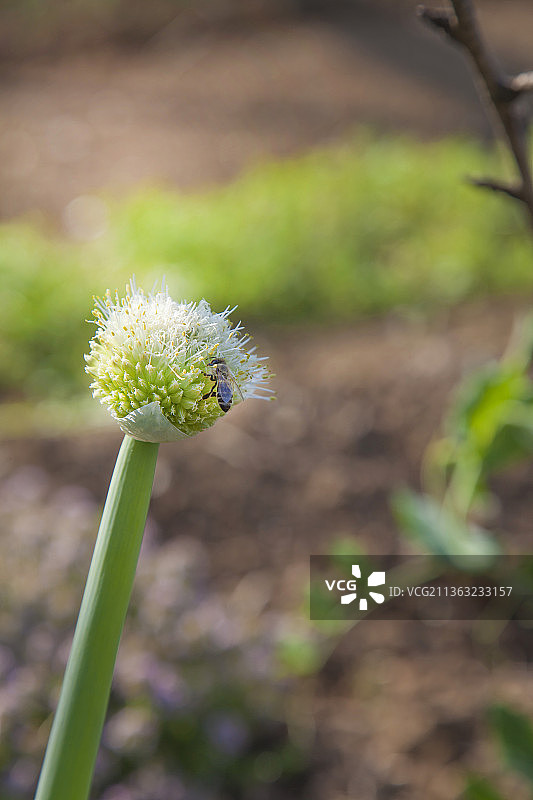 蜜蜂与洋葱花：田野上开花植物的特写图片素材