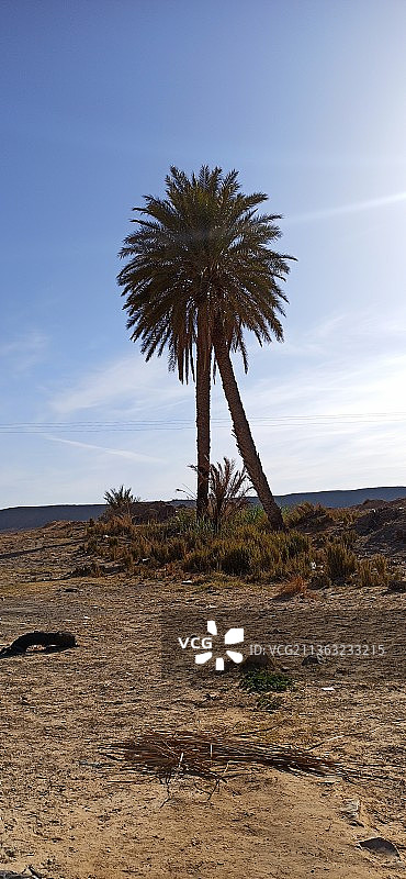 阿尔及利亚沙漠中的棕榈树图片素材