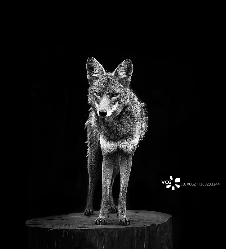 站在木头上的狐狸肖像，黑色背景图片素材