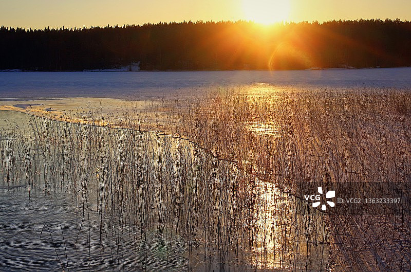 芬兰维拉特：夕阳下湖光天色的芦苇美景图片素材