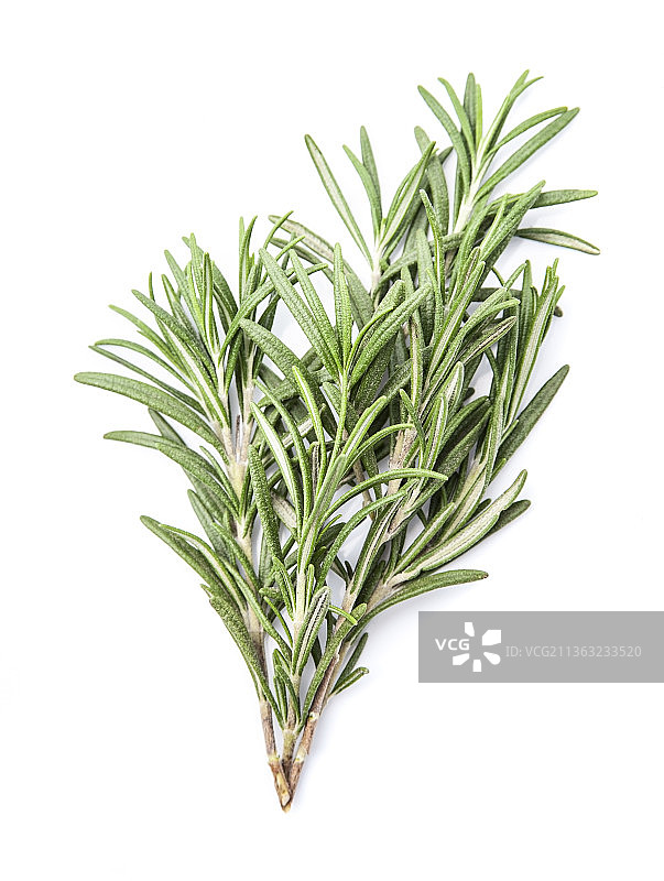 迷迭香草药，白色背景上的迷迭香特写图片素材