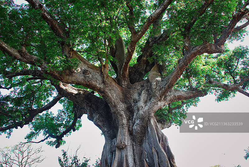 停止的艺术：仰视天空下的树木图片素材