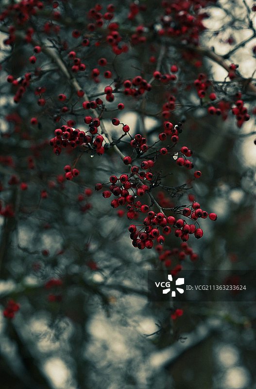 树上生长的红色浆果特写，俄罗斯图片素材