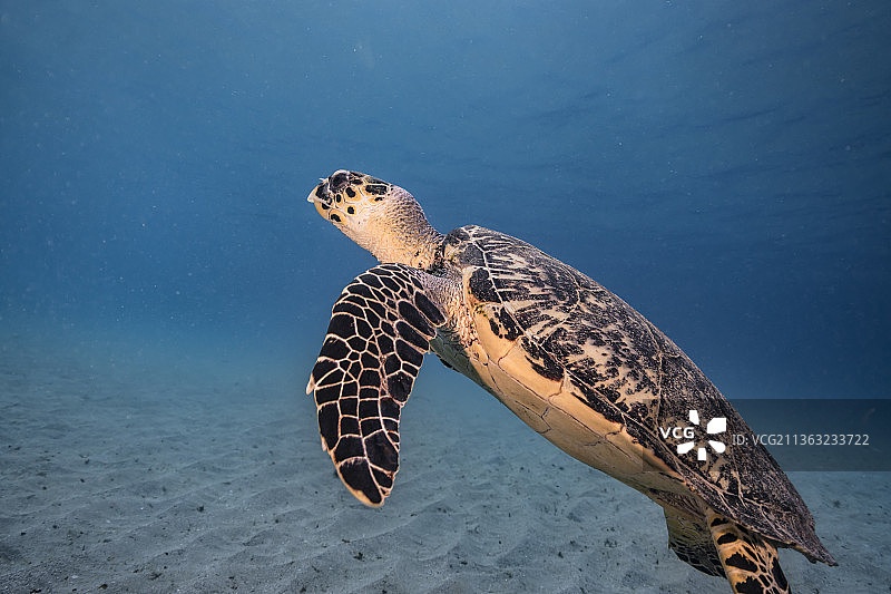 海中游泳的玳瑁绿海龟特写图片素材