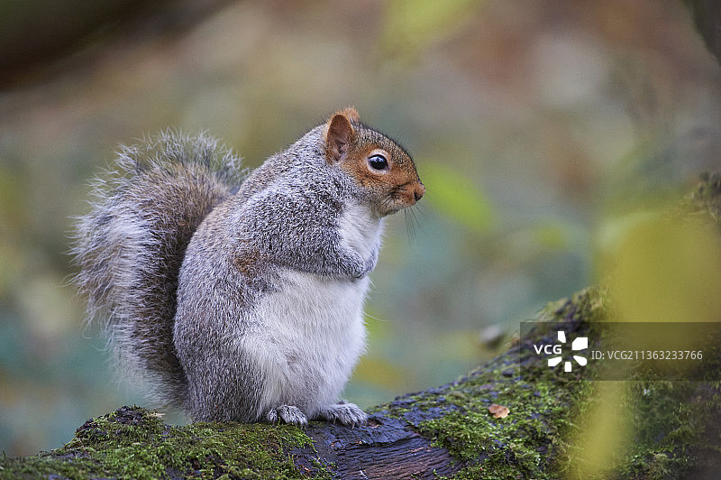 灰色松鼠在岩石上（英国汤顿）图片素材
