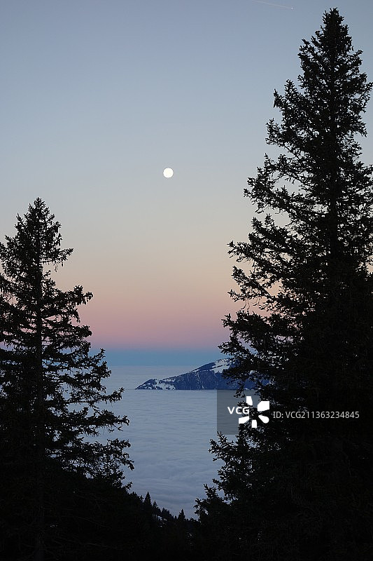 日落时分，海边树木剪影，雾月之上的景色，瑞士图片素材