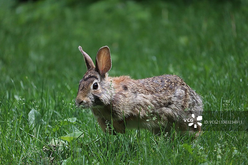 原尾兔在田野特写图片素材