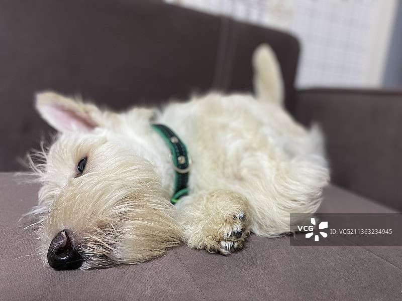 梗犬在家中沙发上放松的特写，俄罗斯图片素材