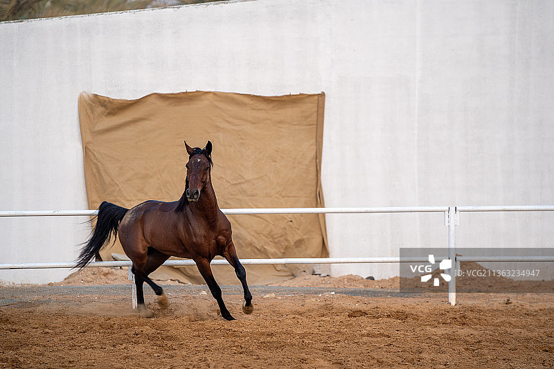 奔跑的美丽骏马，牧场骏马肖像，阿拉伯联合酋长国图片素材