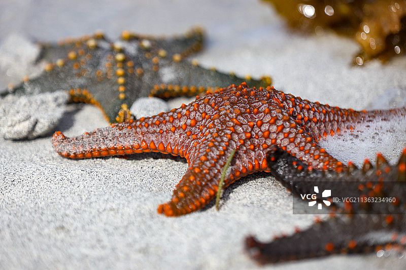 白色沙滩上的海星特写图片素材