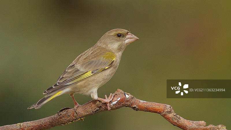 绿雀 - 雌性，栖息在树枝上的绿雀特写图片素材