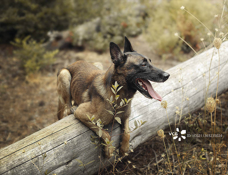 比利时牧羊犬玛利诺犬在森林中的树上图片素材