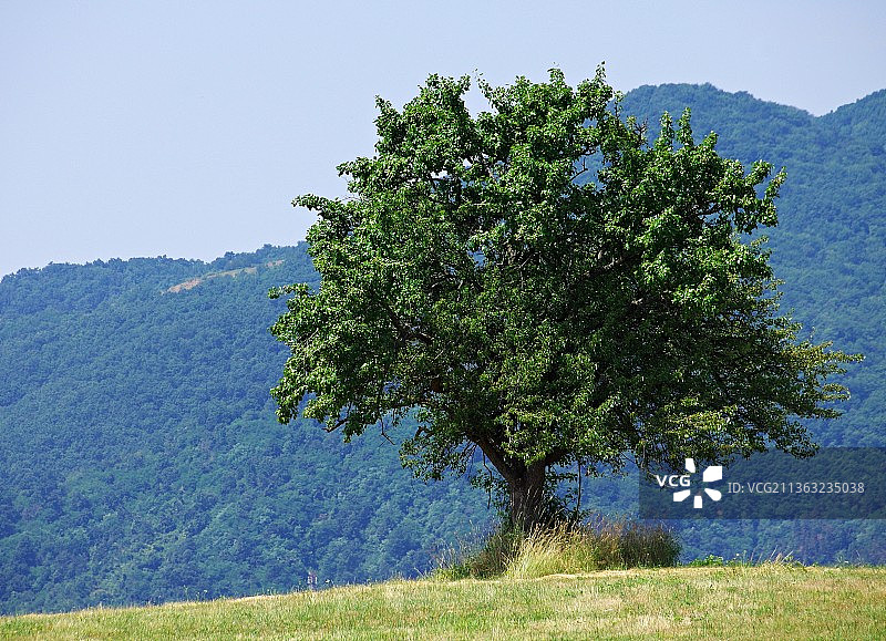 山丘上的树与晴空下的田野树木图片素材