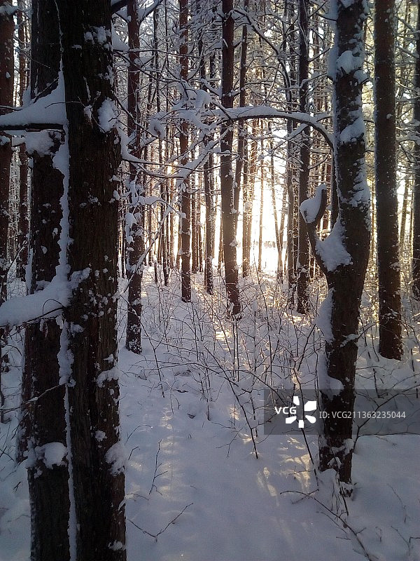 冬天在森林里的树木图片素材