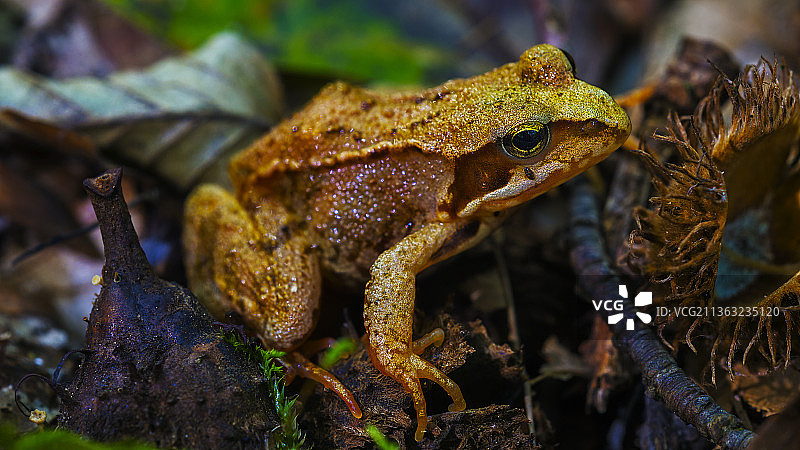 植物上的常见青蛙特写图片素材