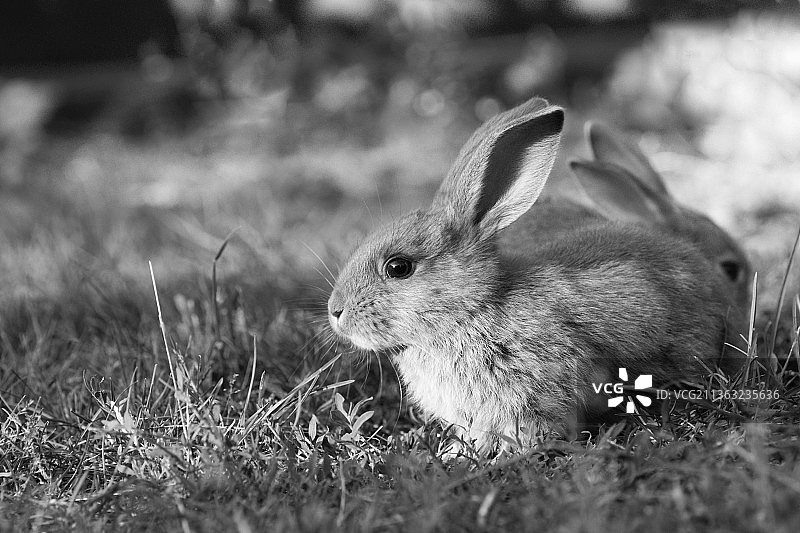 可爱的兔子特写图片素材