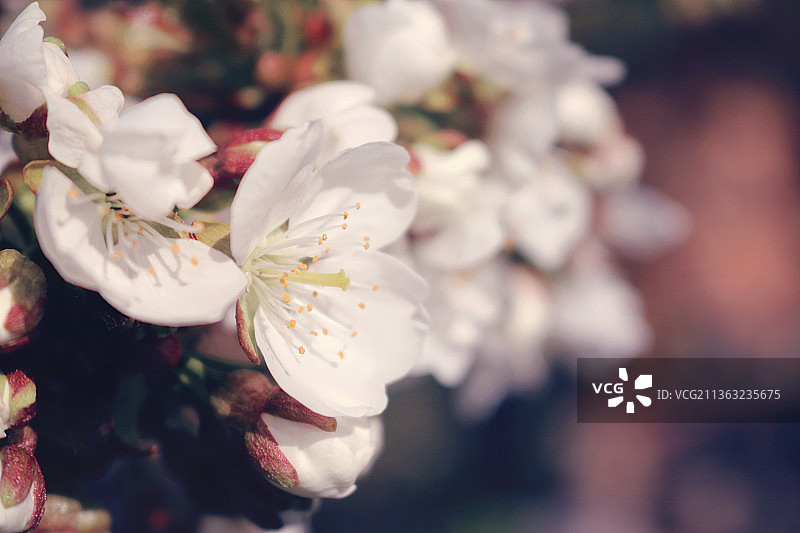 特写：盛开的白色樱花图片素材