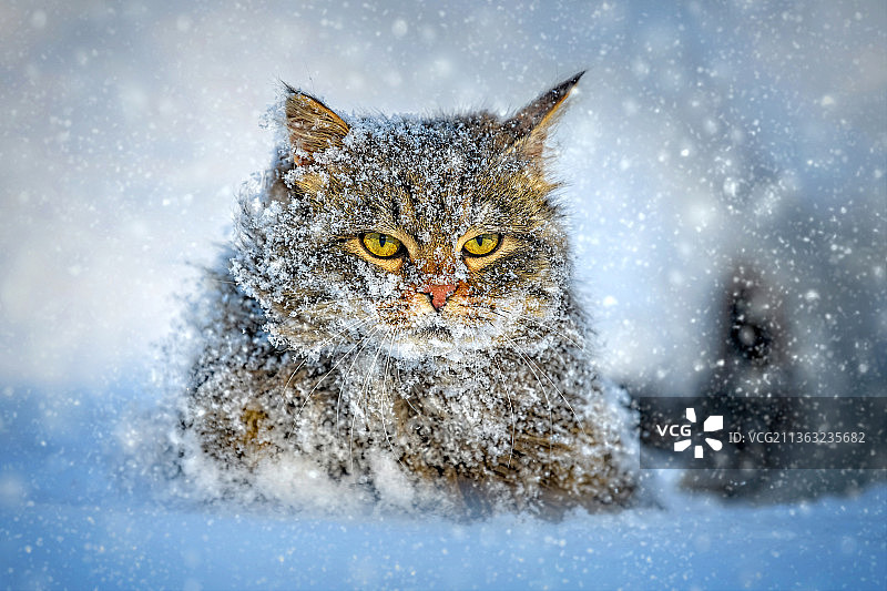 在冬日雪地里行走的猫图片素材