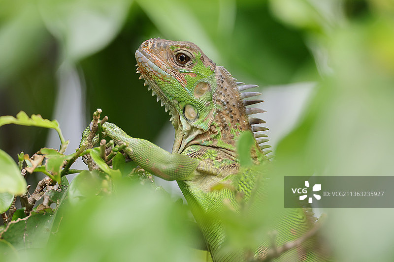 植物上的绿鬣蜥特写图片素材