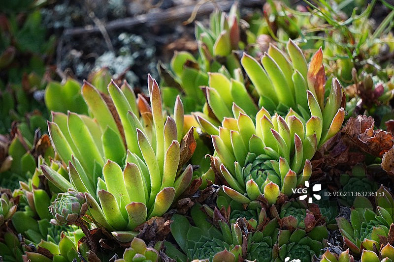 肉质植物的特写图片素材