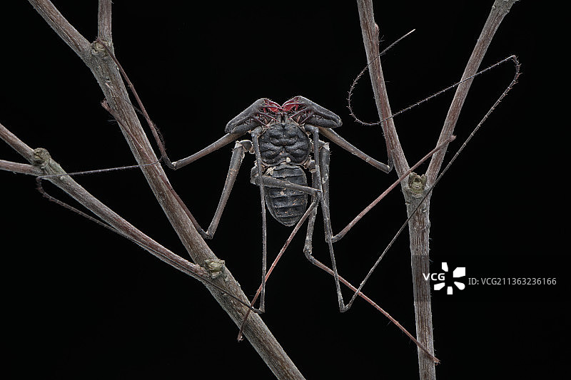 马来西亚彭亨州金马仑高原的无尾鞭蝎特写图片素材