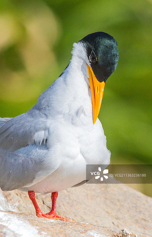 燕鸥，栖息在岩石上的海鸥特写图片素材