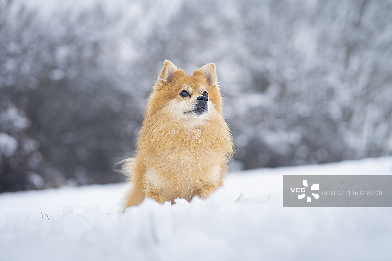 雪地狐狸斯皮茨图片素材