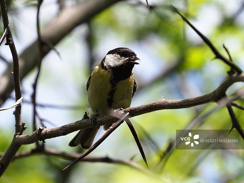 低角度拍摄栖息在树枝上的山雀，匈牙利图片素材