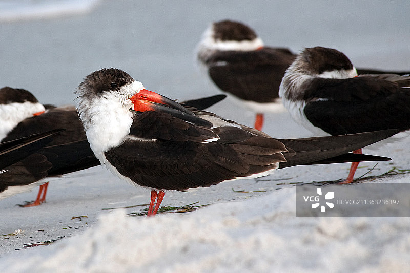 关注事物，鸟类栖息在人行道上特写，美国佛罗里达州布雷登顿海滩图片素材