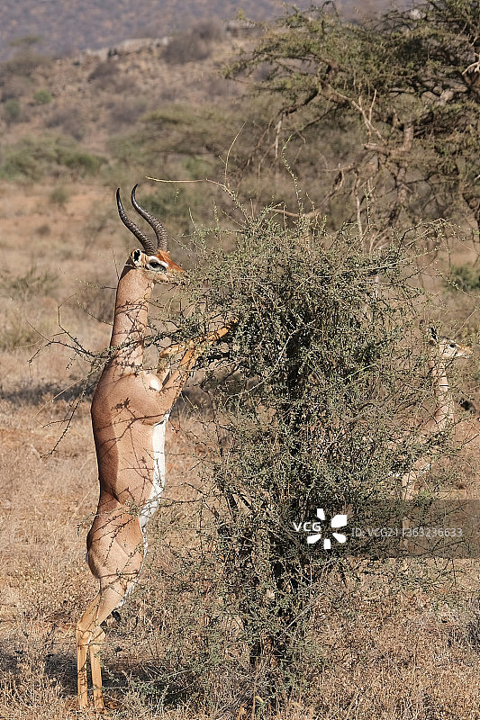 肯尼亚：原野上的裸树，高角度拍摄图片素材