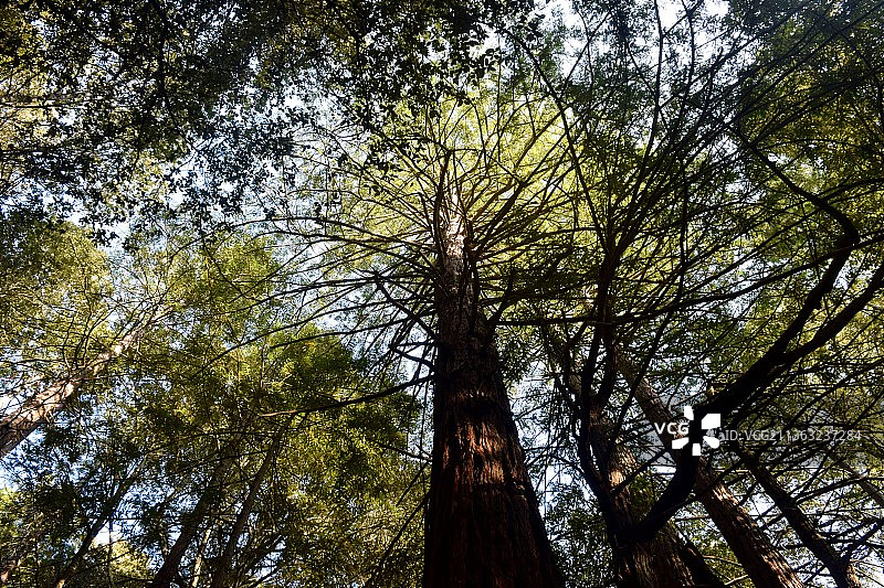 盐角州立公园, 森林树木低角度图片素材
