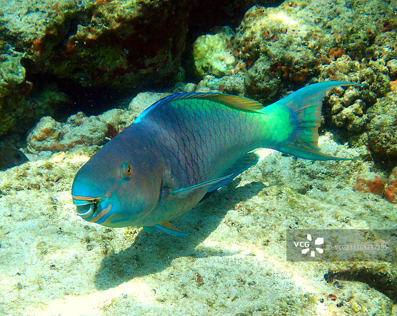 红尾鹦鹉鱼——Scarus rubroviolaceus，在夏威夷海中游泳的鹦鹉咸水热带鱼特写，美国图片素材