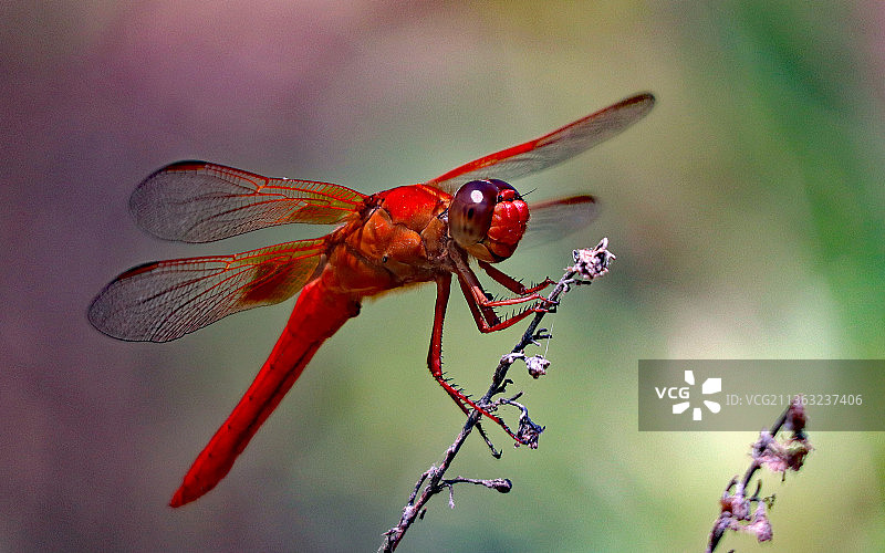 黄蜻特写，摄于美国加利福尼亚州卡尔斯巴德图片素材