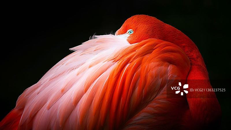 奥斯曼·阿里作品：大红鹳特写，巴基斯坦图片素材