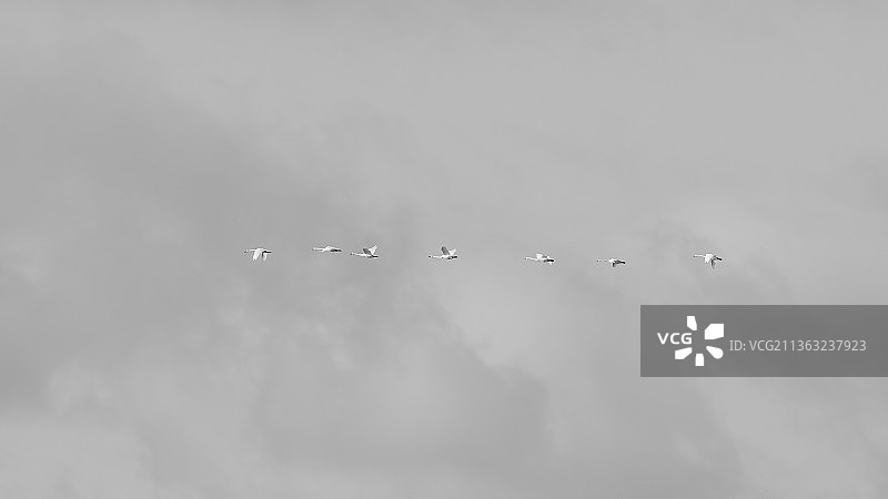 挪威天空飞鸟的仰视视角图片素材