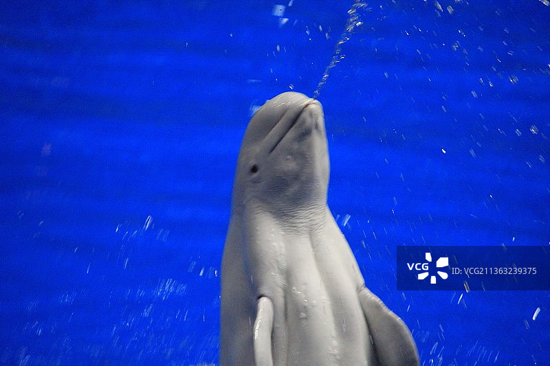 北京海洋馆海洋剧场：海豚表演图片素材